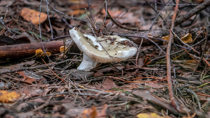 A Close Up View of a Mushroom Thriving in Its Natural Habitat During the Autumn Season