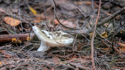 A Close Up View of a Mushroom Thriving in Its Natural Habitat During the Autumn Season