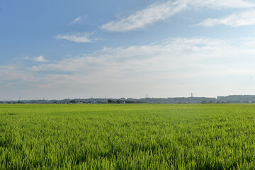 座間の田園風景
