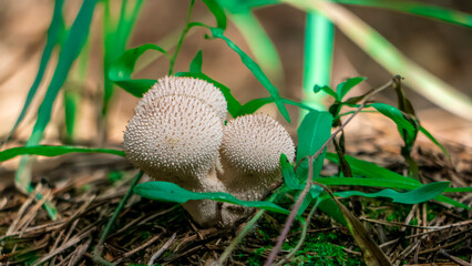 Three White Mushrooms Found Growing in Their Natural Habitat within the Beautiful Outdoors