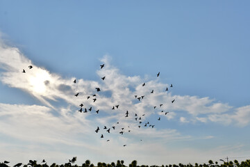 ハート型の集団で飛ぶカラス

