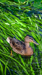 A Serene Duck is Swimming Gracefully in Clear Water That Reflects the Beauty of Nature