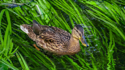 A Serene Duck is Swimming Gracefully in Clear Water That Reflects the Beauty of Nature