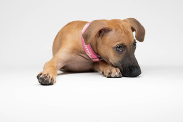 Girl Dog laying and posing in studio