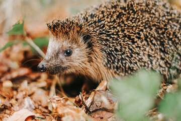 Forest hedgehog in brown leaves in the autumn forest. hedgehog muzzle close-up. Forest animals and inhabitants 