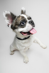 Adorable Fluffy French Bulldog with Playful Expressions on white background.