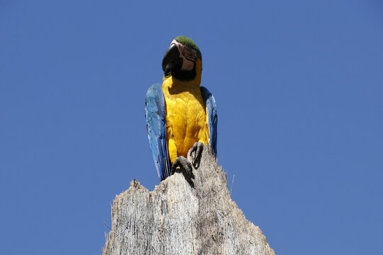 Araras de Caldas Novas - GO  com  arara posando pra foto