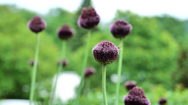 Onion flowers.Purple and burgundy roundhead flowering onions.Insects in flowers.Red Mohican.Summer bulbous flowers in lilac shades.Beautiful floral nature background. 4k footage