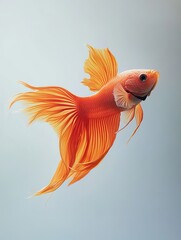 Fototapeta premium fish isolated on paper background