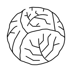 cabbage one whole line icon vector. cabbage one whole sign. isolated contour symbol black illustration