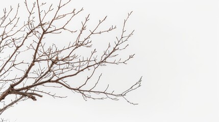 Fototapeta premium Tranquil scene of intricate bare tree branches against a serene, overcast sky, capturing the beauty of nature's simplicity