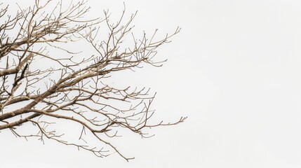 Obraz premium Intricate, leafless tree reaching into a clear white sky, evoking a feeling of stark beauty and serenity