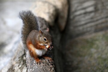 どんぐりをかじるニホンリス