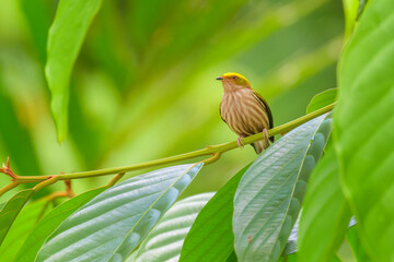Fiery-capped Manakin, Machaeropterus pyrocephalus