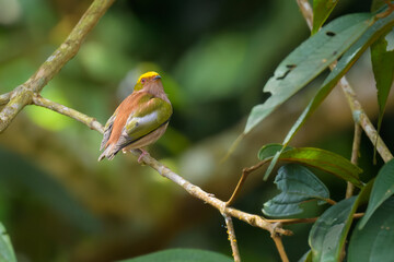 Fiery-capped Manakin, Machaeropterus pyrocephalus