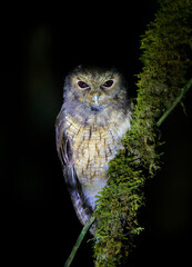 Cinnamon Screech-Owl, Megascops petersoni