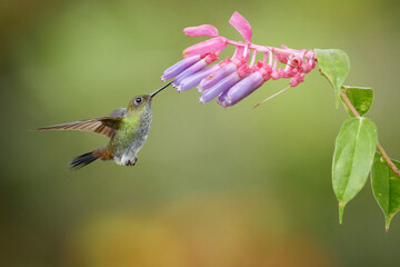 Greenish Puffleg, Haplophaedia aureliae, Peru 