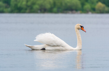 Graceful white Swan swimming in the lake, swans in the wild. Portrait of a white swan swimming on a lake.