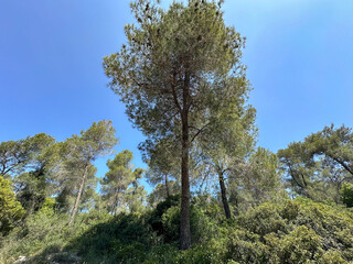 The man-made forest of Mata, planted with Aleppo pine or Jerusalem pine (lat.- Pinus halepensis)