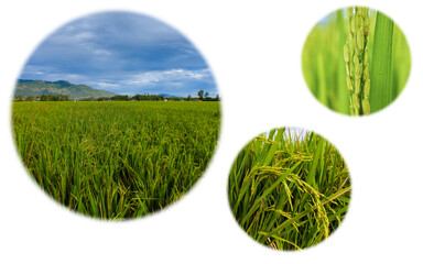 three rice plant icons in a circle with a background without background