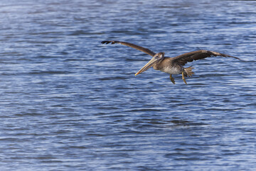 Pelican Flying Low Over Blue Water with Wings Outstretched