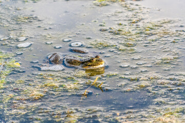 A large green frog sits in the marsh.