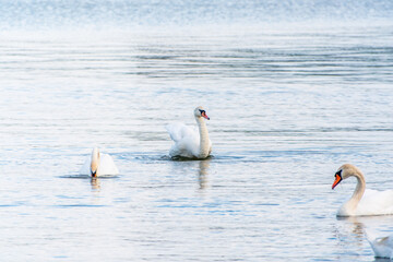 Graceful white Swans swimming in the lake, swans in the wild