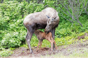moose mom with baby