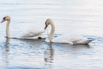 Fototapeta premium Two Graceful white Swans swimming in the lake, swans in the wild