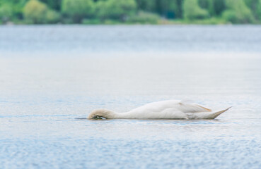 Fototapeta premium Graceful white Swan swimming in the lake, swans in the wild. Portrait of a white swan swimming on a lake.