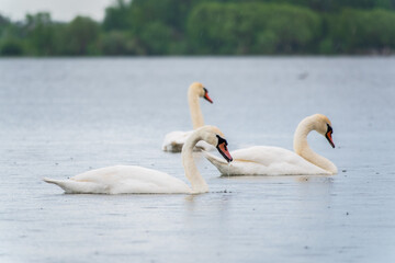 Obraz premium Three graceful white swans swims in the lake, swans in the wild.