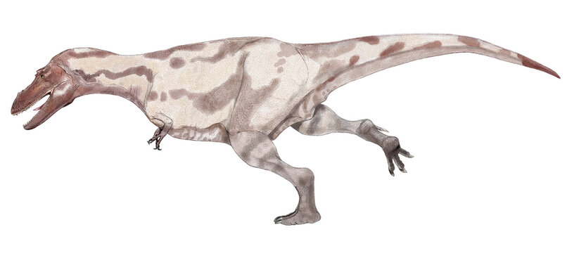 アジアで発見され、2014年に記載されたティラノサウルス上科アリオラムス族に独自の属とされた新種