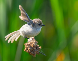 Very Active Bushtit Feeding in the Marsh