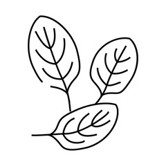 spinach green line icon vector. spinach green sign. isolated contour symbol black illustration