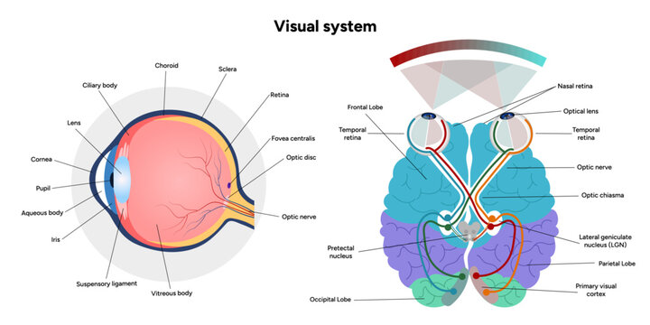 Suprachiasmatic nucleus of hypothalamus. Human visual system pathway cortex diagram. Right and left visual cortex and eye anatomy