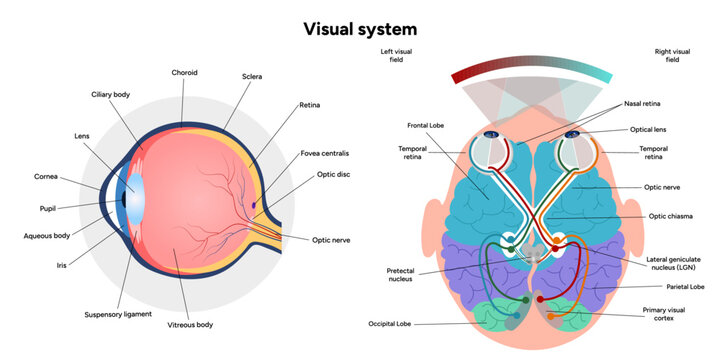 Suprachiasmatic nucleus of hypothalamus. Human visual system pathway cortex diagram. Right and left visual cortex and eye anatomy