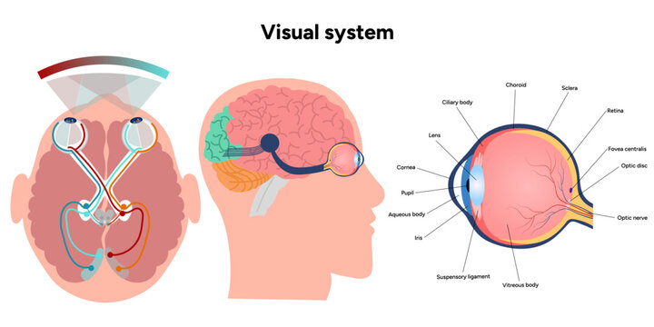 Suprachiasmatic nucleus of hypothalamus. Human visual system pathway cortex diagram. Right and left visual cortex and eye anatomy