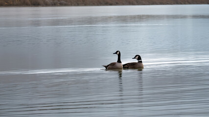 Swimming Synergy: A Pair of Geese in Morning Serenity