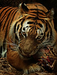 tiger in the zoo 
tiger 