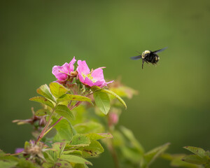 A bumble bee and roses
