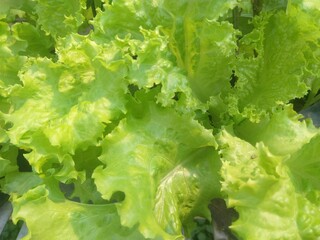 fresh lettuce