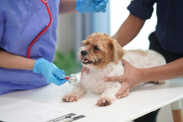 A friendly male veterinarian in uniform examines a Shih Tzu dog while his female assistant takes care of the animals in the veterinary clinic. Pet examinations, testing and in-office vaccinations