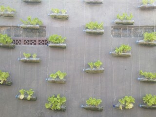 letuce on the wall