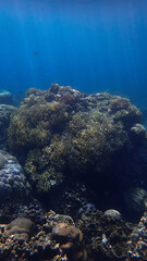 Underwater photo of a colorful coral reef in sunlight rays. From a scuba dive in Bali. Indonesia. Asia