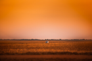 Camionete no meio de plantação de milho no por do sol no estado do mato grosso no brasil