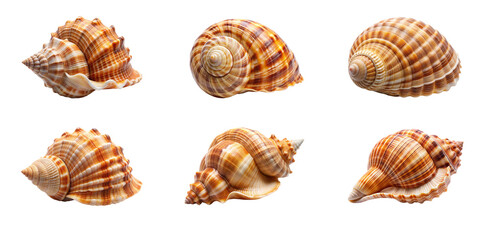 Beautiful Seashell Isolated for Graphics on Transparent Background