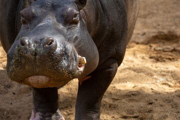 Obraz premium A Hippopotamus (Hippopotamus amphibius).