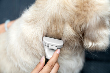 Dog hair brush in Action. pet hair brush glides through the fur of a golden retriever. hair cut at...