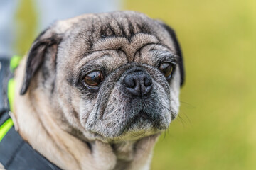 Close-up of the face of a pug