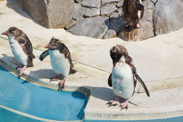 動物園で暮らしているかわいらしいペンギン達が水際に立っている様子